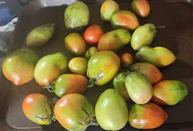 Afbeeldingsresultaat voor blushing yellow tomato