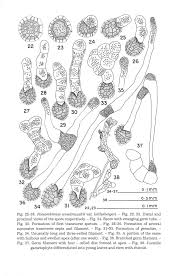 Attēlu rezultāti vaicājumam “Fossombronia wondraczekii”