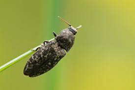 Attēlu rezultāti vaicājumam “Agrypnus murinus”