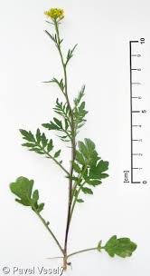 Attēlu rezultāti vaicājumam “Rorippa sylvestris leaf”