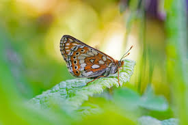 Attēlu rezultāti vaicājumam “Euphydrias aurinia underside”