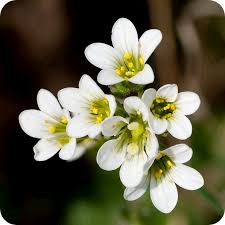 Attēlu rezultāti vaicājumam “Saxifraga granulata”