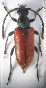 Attēlu rezultāti vaicājumam “Pseudovadonia livida”