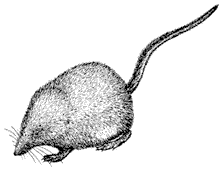 Attēlu rezultāti vaicājumam “Insectivora”