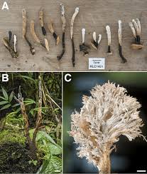 Attēlu rezultāti vaicājumam “Xylaria”