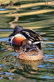 Attēlu rezultāti vaicājumam “Anas clypeata”