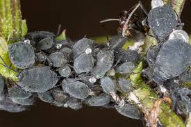 Attēlu rezultāti vaicājumam “Aphis jacobaeae”