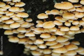 Attēlu rezultāti vaicājumam “Xeromphalina campanella”