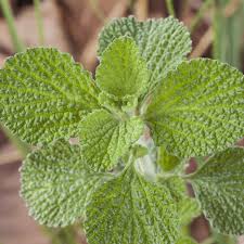 Image result for Marrubium vulgare