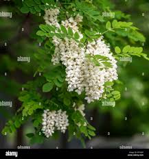 Attēlu rezultāti vaicājumam “Robinia pseudoacacia leaf”