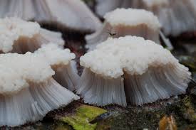 Attēlu rezultāti vaicājumam “Stemonitis axifera”