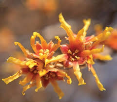 Attēlu rezultāti vaicājumam “Hamamelis vernalis flower”