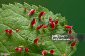 Attēlu rezultāti vaicājumam “Eriophyes tiliae”