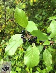 Attēlu rezultāti vaicājumam “Frangula alnus fruit”