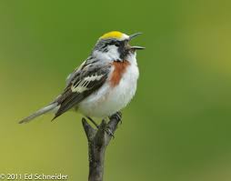 Image result for Dendroica pensylvanica