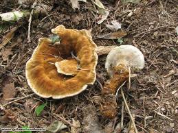 Attēlu rezultāti vaicājumam “Onnia tomentosa”