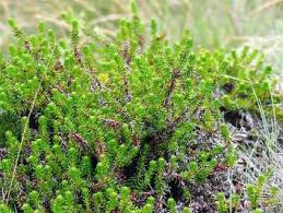 Attēlu rezultāti vaicājumam “Empetraceae”