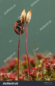 Attēlu rezultāti vaicājumam “Polytrichum piliferum sporophyte”