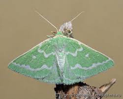 Attēlu rezultāti vaicājumam “Thetidia smaragdaria”