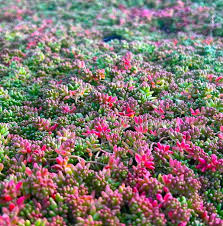 Image result for Mauerpfeffer