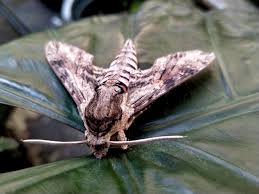 Attēlu rezultāti vaicājumam “Agrius convolvuli”