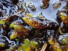 Attēlu rezultāti vaicājumam “Scorpidium scorpioides”