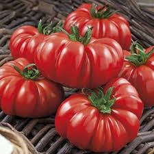 Afbeeldingsresultaat voor costoluto genovese tomato