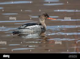 Attēlu rezultāti vaicājumam “Mergus serrator”