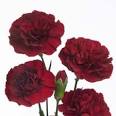 http://www.fiftyflowers.com/site_files/FiftyFlowers/Image/Product/Burgundy_Mini_Carnation_Flower_300.jpg