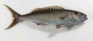 Image result for Aprion virescens