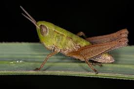 Attēlu rezultāti vaicājumam “Acrididae”