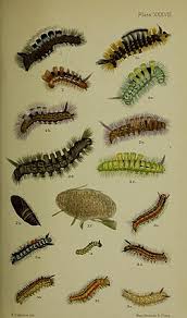 Attēlu rezultāti vaicājumam “Calliteara pudibunda larva”