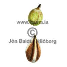 Attēlu rezultāti vaicājumam “Carex panicea fruit”