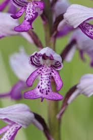 Attēlu rezultāti vaicājumam “Orchis militaris”