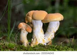 Attēlu rezultāti vaicājumam “Hydnum repandum”