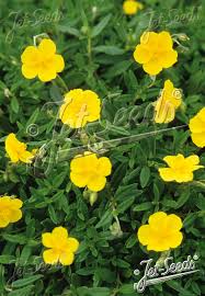 Attēlu rezultāti vaicājumam “Helianthemum nummularium fruit”