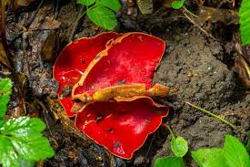 Attēlu rezultāti vaicājumam “Sarcoscypha austriaca”