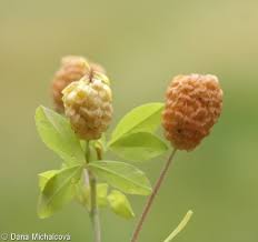 Attēlu rezultāti vaicājumam “Trifolium aureum fruit”