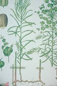 Attēlu rezultāti vaicājumam “Euphorbia virgata leaf”