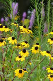 Image result for Rudbeckia Paradisio