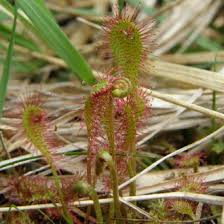 Attēlu rezultāti vaicājumam “Drosera x obovata”