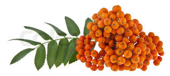 Attēlu rezultāti vaicājumam “Sorbus aucuparia fruit”