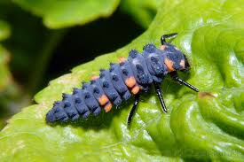 Attēlu rezultāti vaicājumam “Coccinella septempunctata larva”