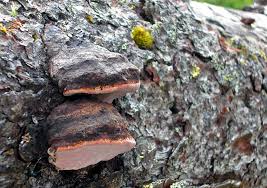 Attēlu rezultāti vaicājumam “Fomitopsis rosea”