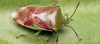 Attēlu rezultāti vaicājumam “Elasmostethus interstinctus nymph”