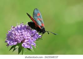 Attēlu rezultāti vaicājumam “Zygaena viciae”