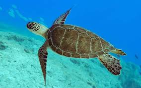Image result for Chelonia mydas