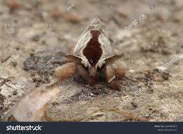 Attēlu rezultāti vaicājumam “Clostera curtula”