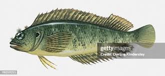 Image result for Symphodus bailloni