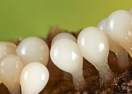 Attēlu rezultāti vaicājumam “Hemitrichia clavata”